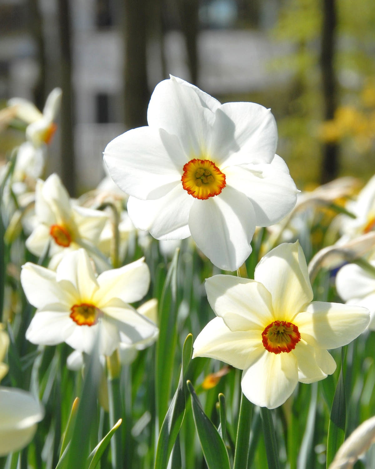 Flower BulbsActaea Bulbs UK - 1