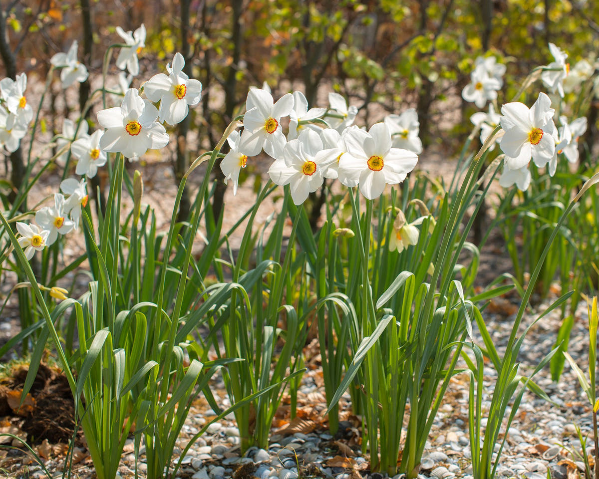 Flower BulbsActaea Bulbs UK - 2