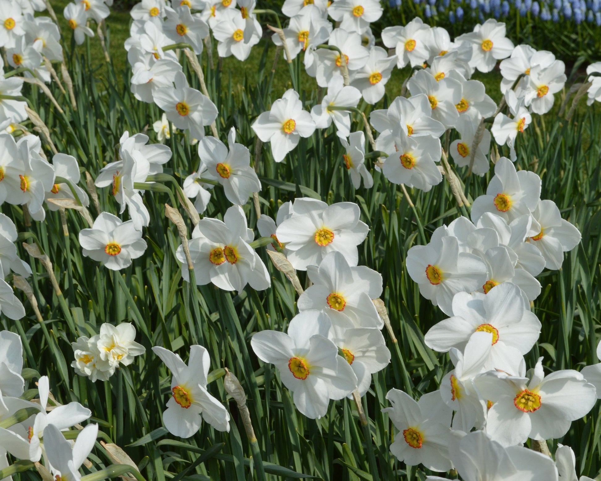 Narcissus 'Pheasant's Eye' bulbs — Buy Narcissus poeticus var. recurvus