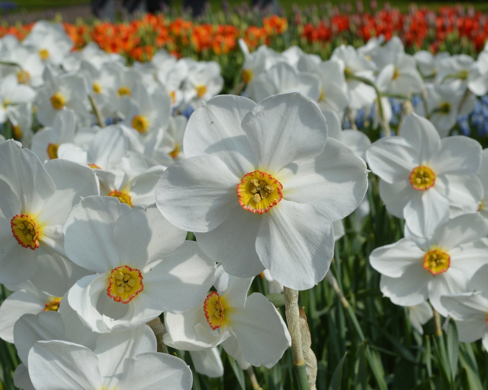 Narcissus 'Pheasant's Eye' bulbs — Buy Narcissus poeticus var. recurvus