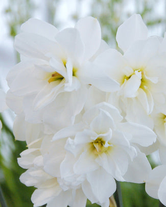 Narcissus 'Albus Plenus Odoratus'