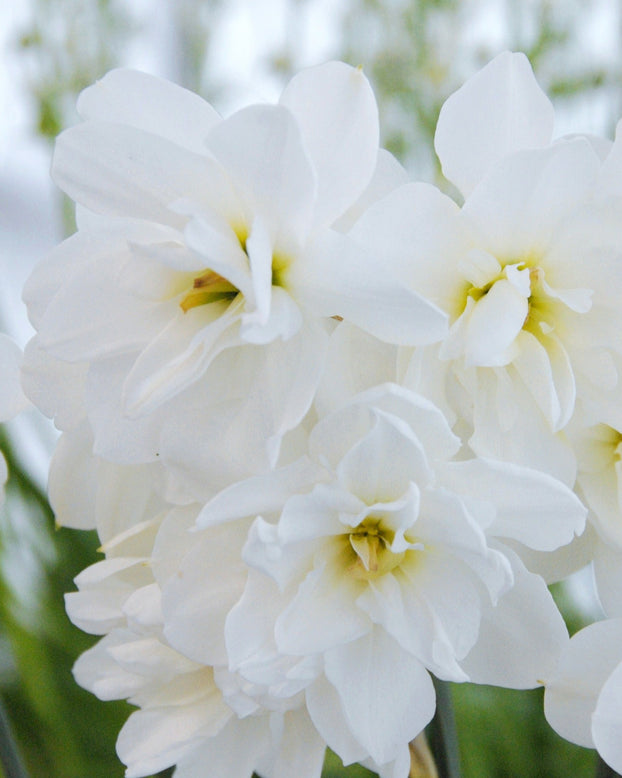 Narcissus 'Albus Plenus Odoratus'
