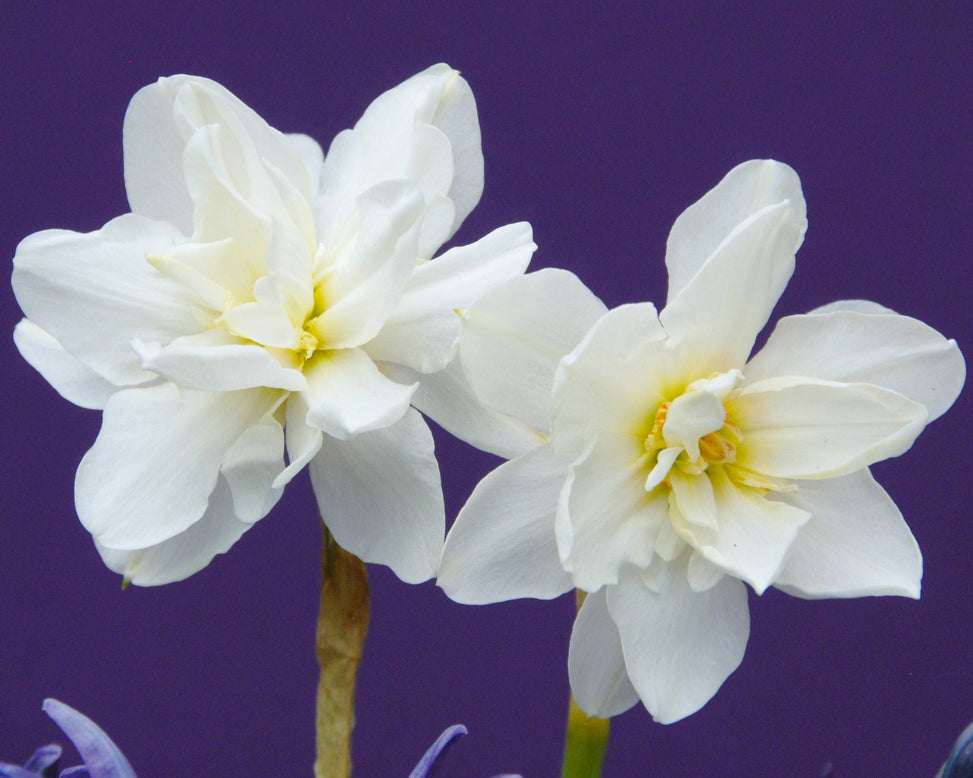 Narcissus 'Albus Plenus Odoratus'