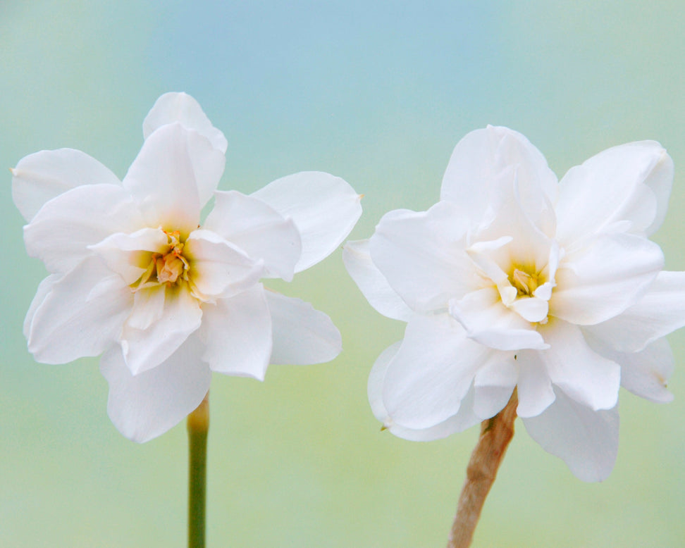 Narcissus 'Albus Plenus Odoratus'