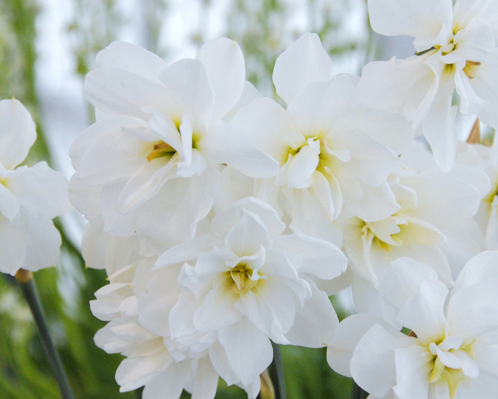 Narcissus 'Albus Plenus Odoratus'