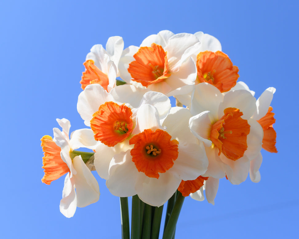 Narcissus 'Amadeus'