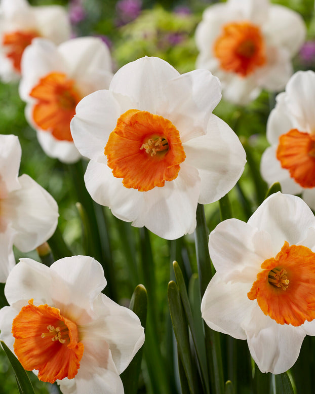 Narcissus 'Amadeus'