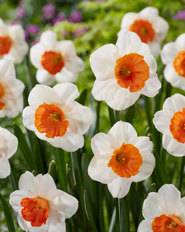Narcissus 'Amadeus'