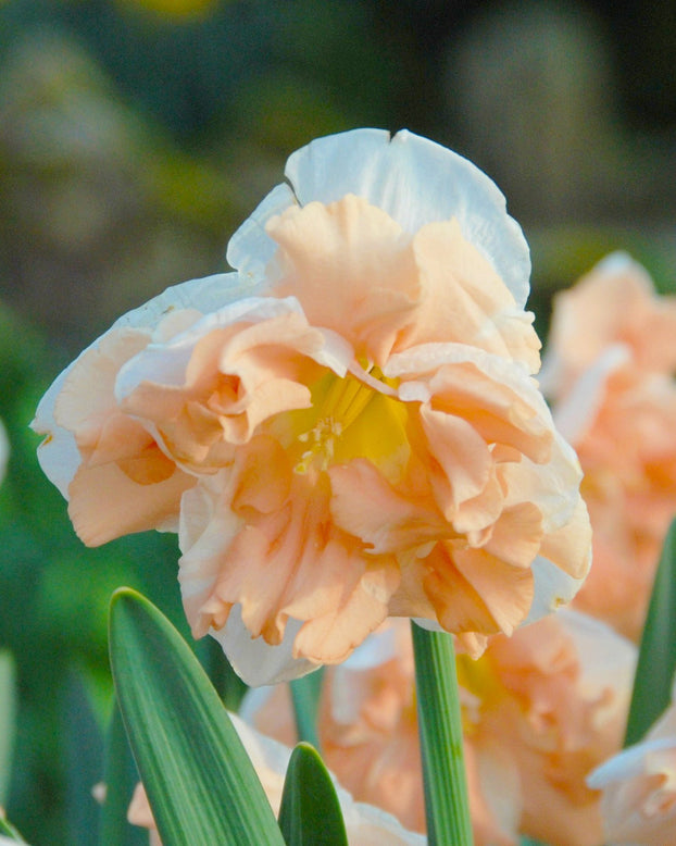 Narcissus 'Apricot Whirl'