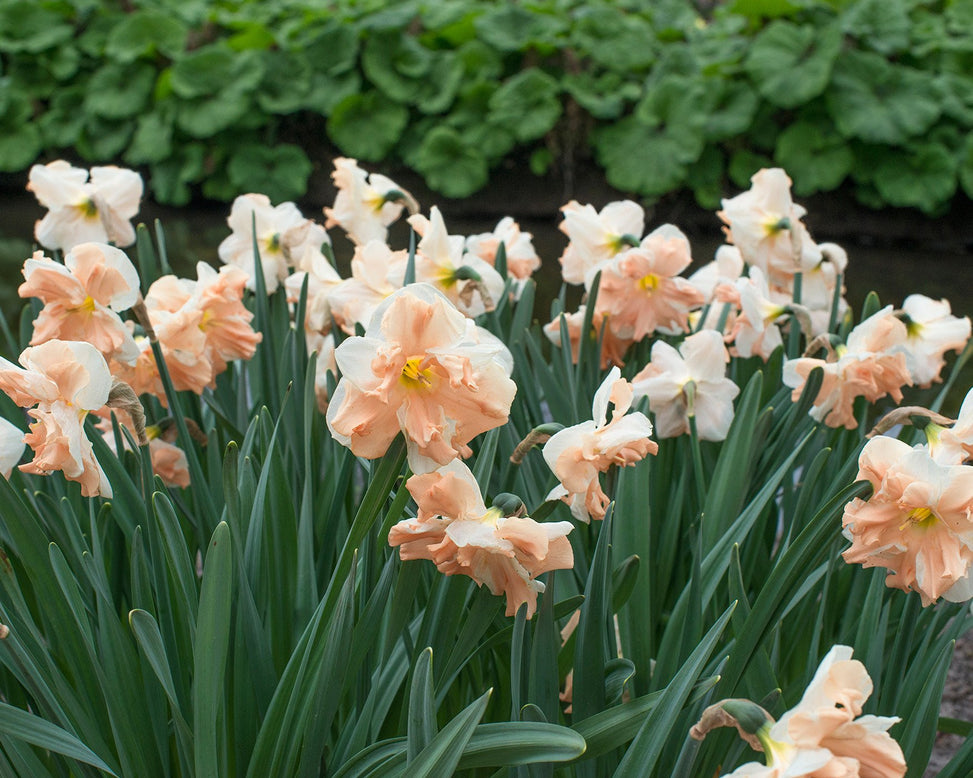Narcissus 'Apricot Whirl'