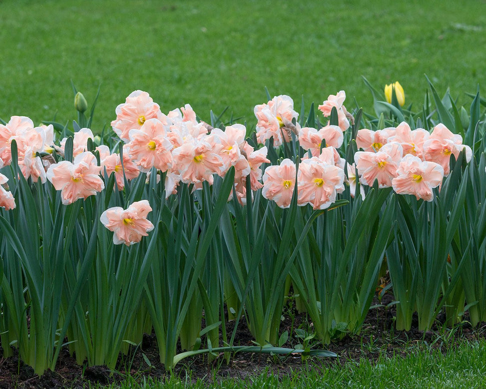 Narcissus 'Apricot Whirl'