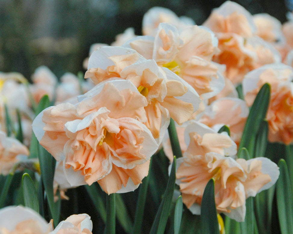 Narcissus 'Apricot Whirl'