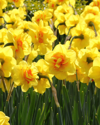 Narcissus 'Ascot'