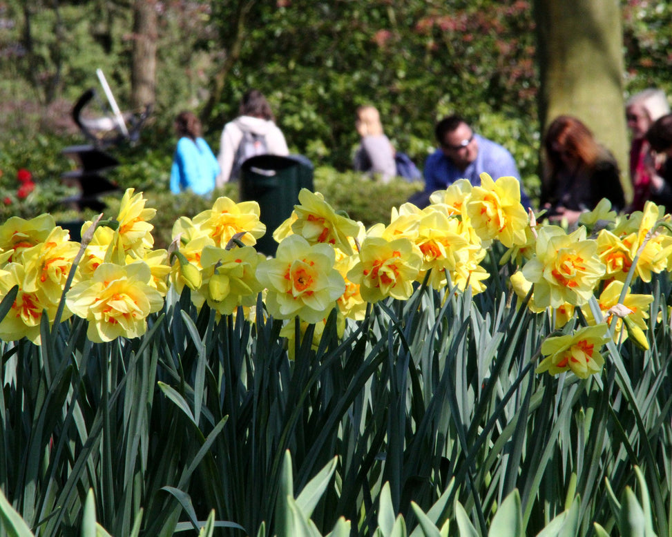 Narcissus 'Ascot'