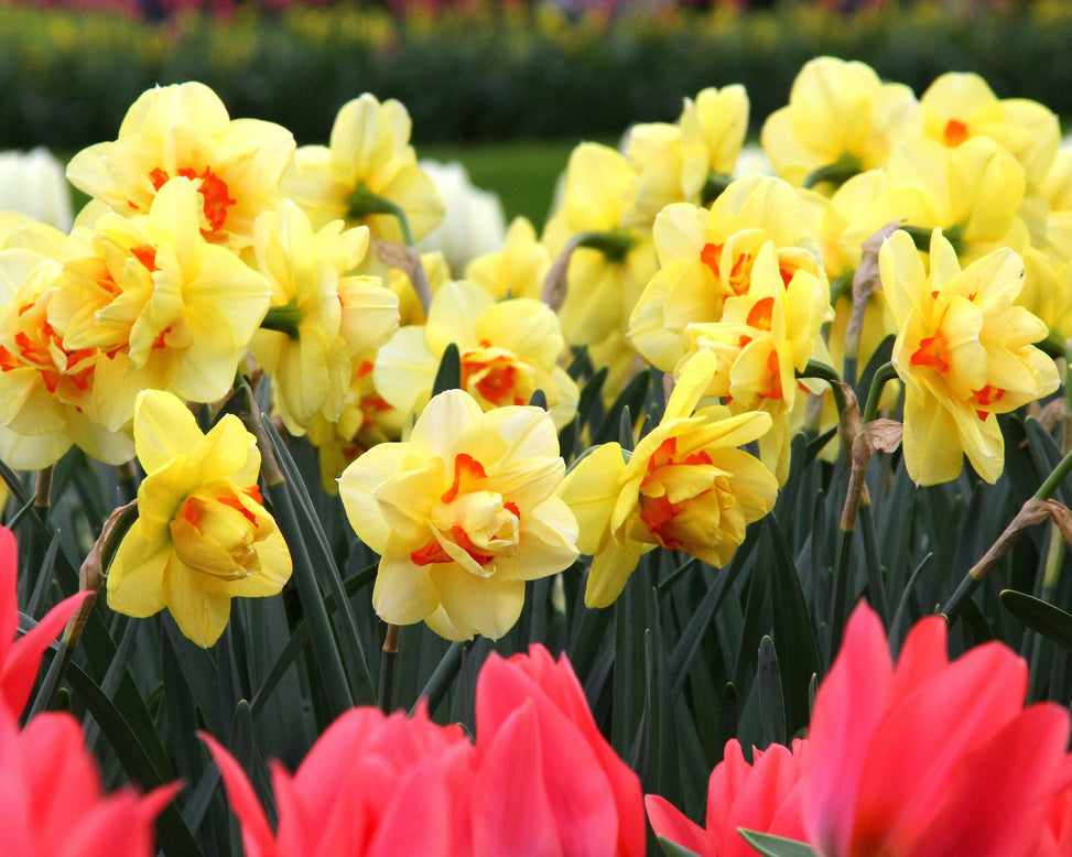 Narcissus 'Ascot'