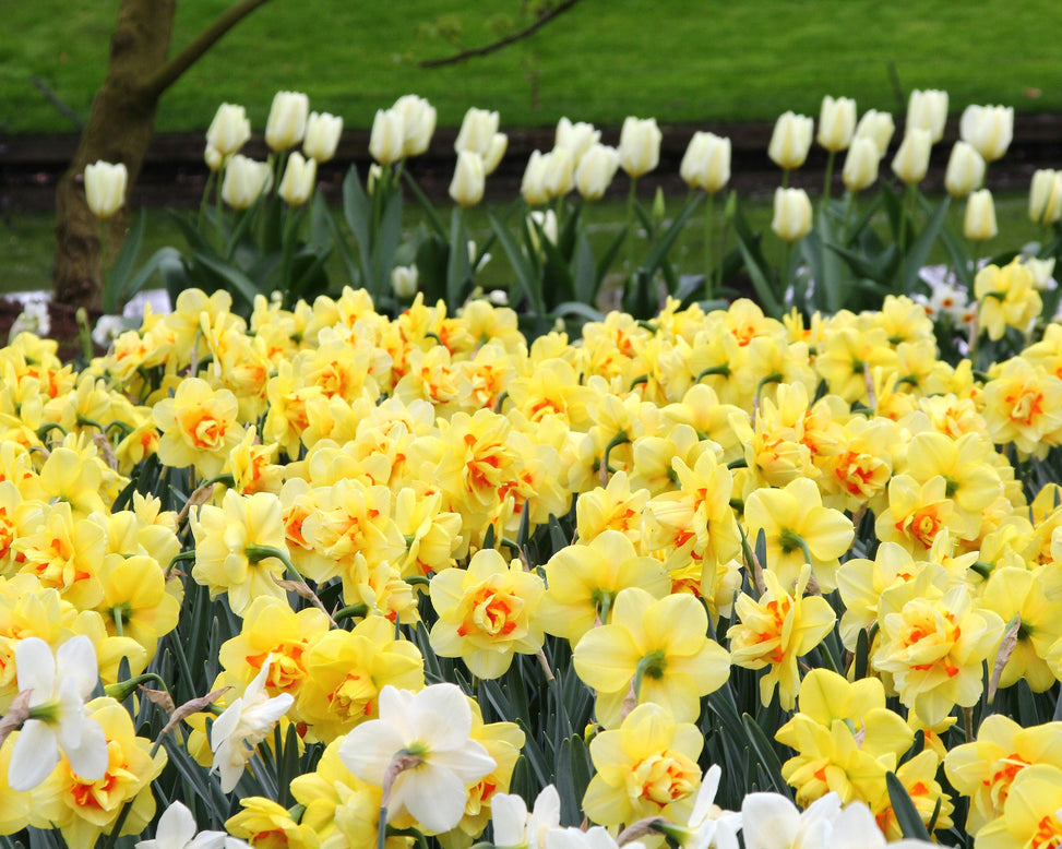 Narcissus 'Ascot'