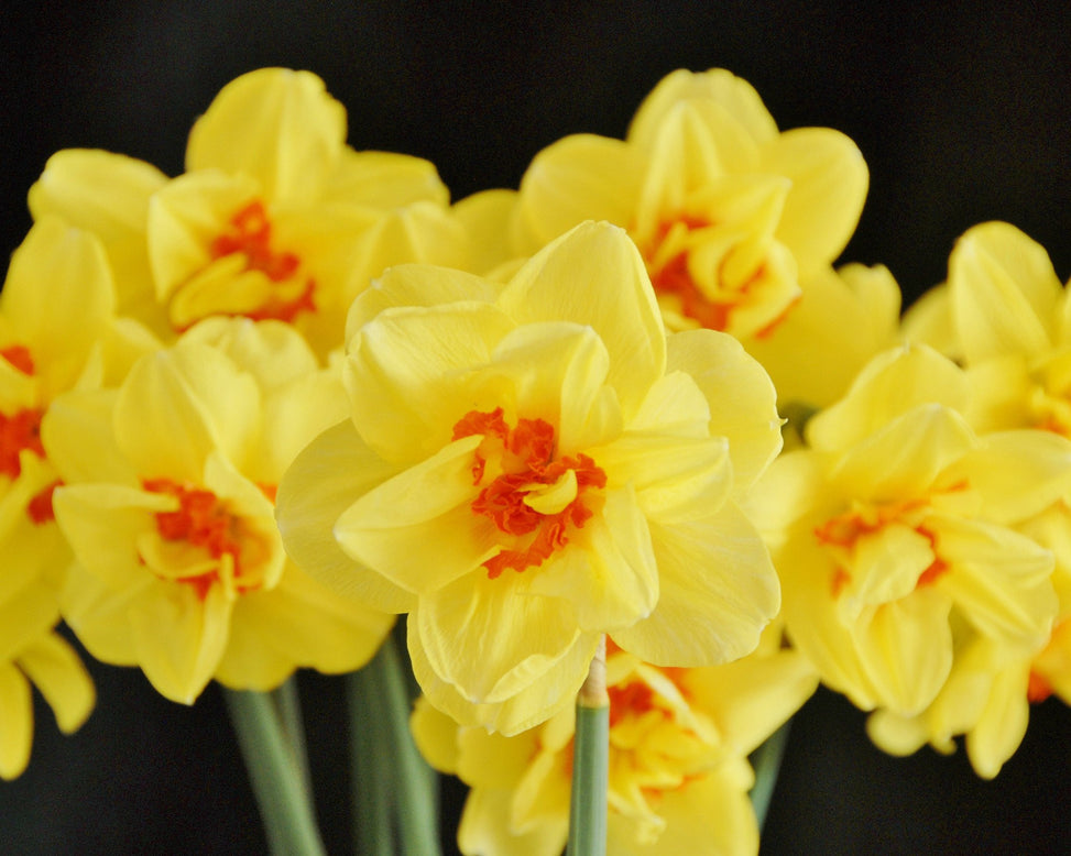 Flower BulbsAscot Bulbs UK - 4