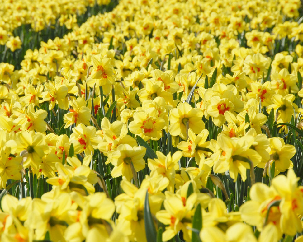 Flower BulbsAscot Bulbs UK - 3