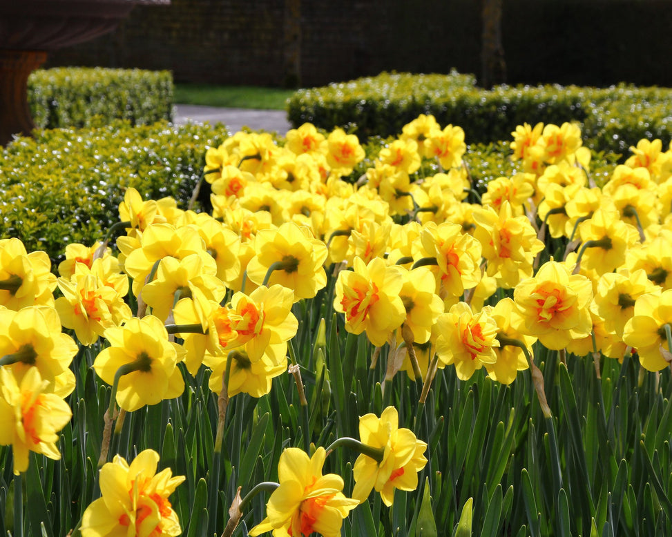 Narcissus 'Ascot'
