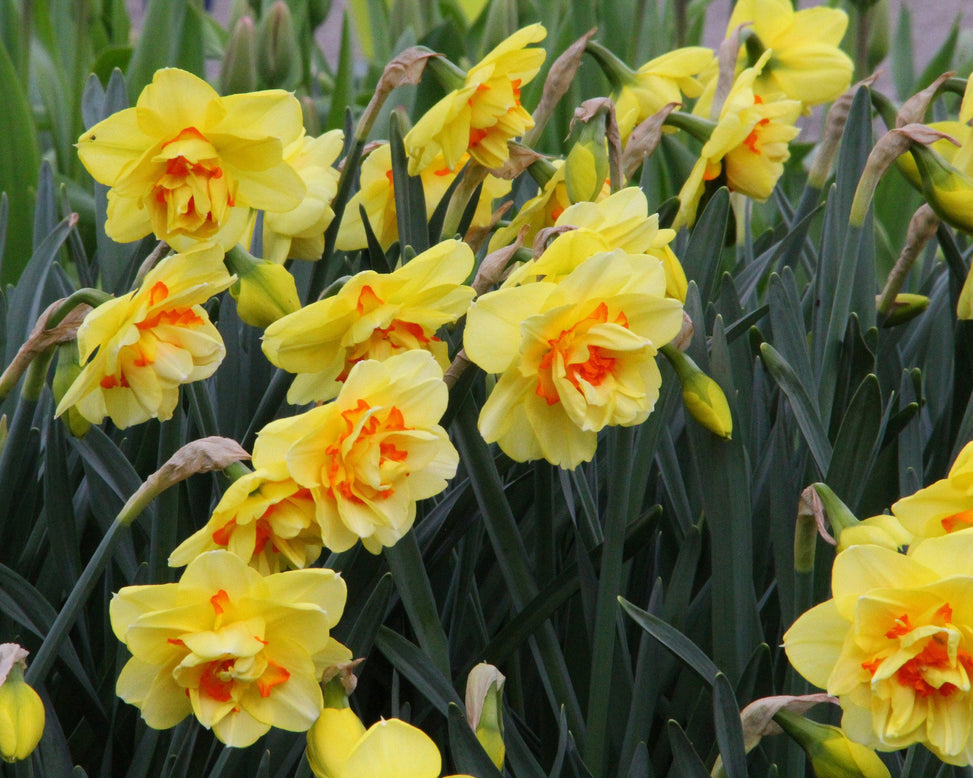 Narcissus 'Ascot'