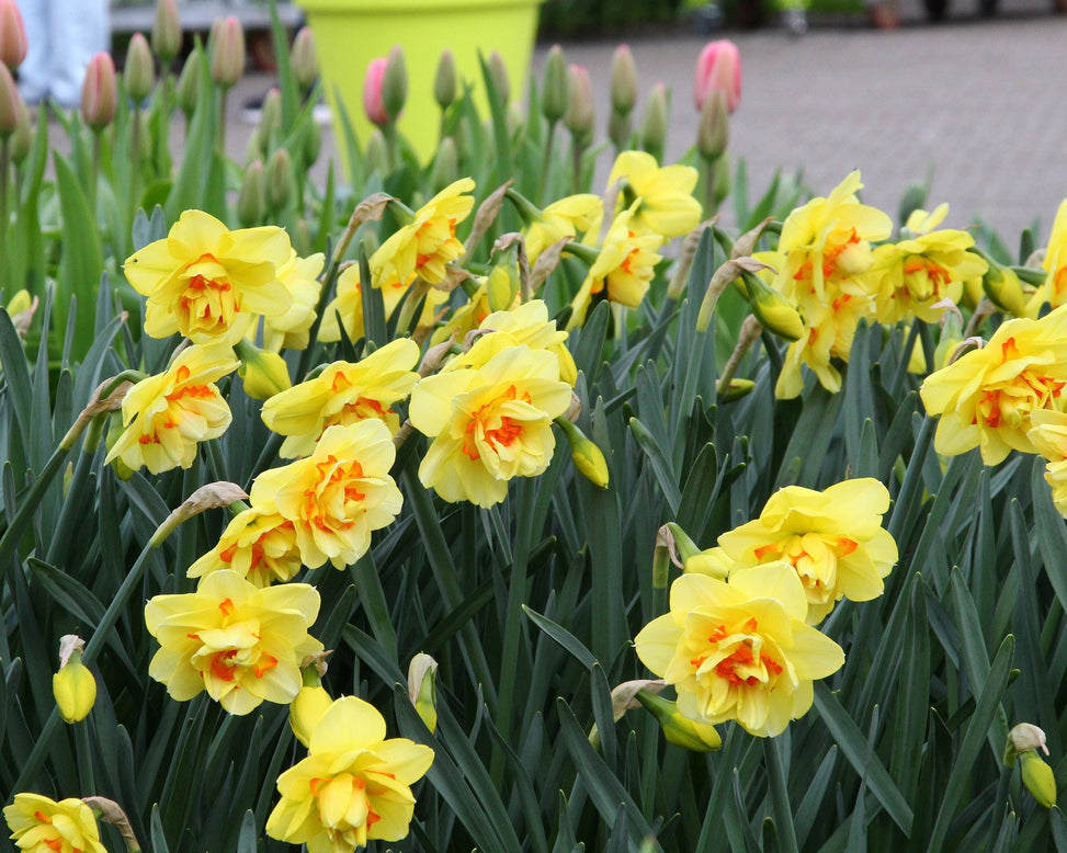 Narcissus 'Ascot'