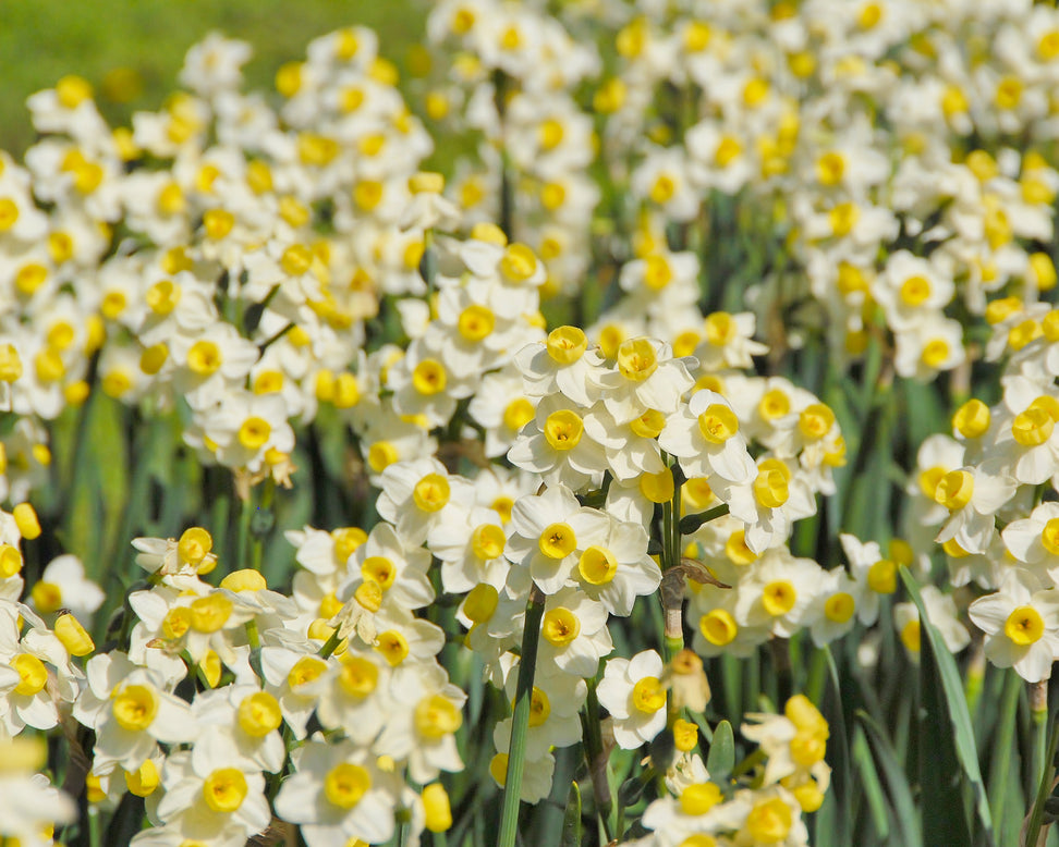 Narcissus 'Avalanche'