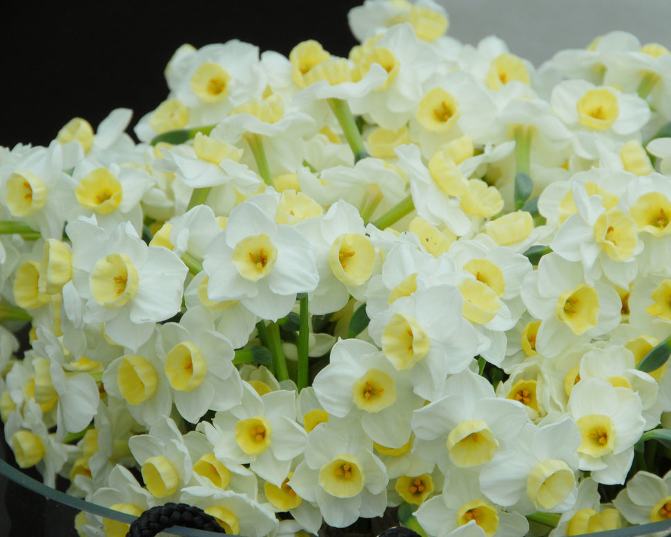 Narcissus 'Avalanche'