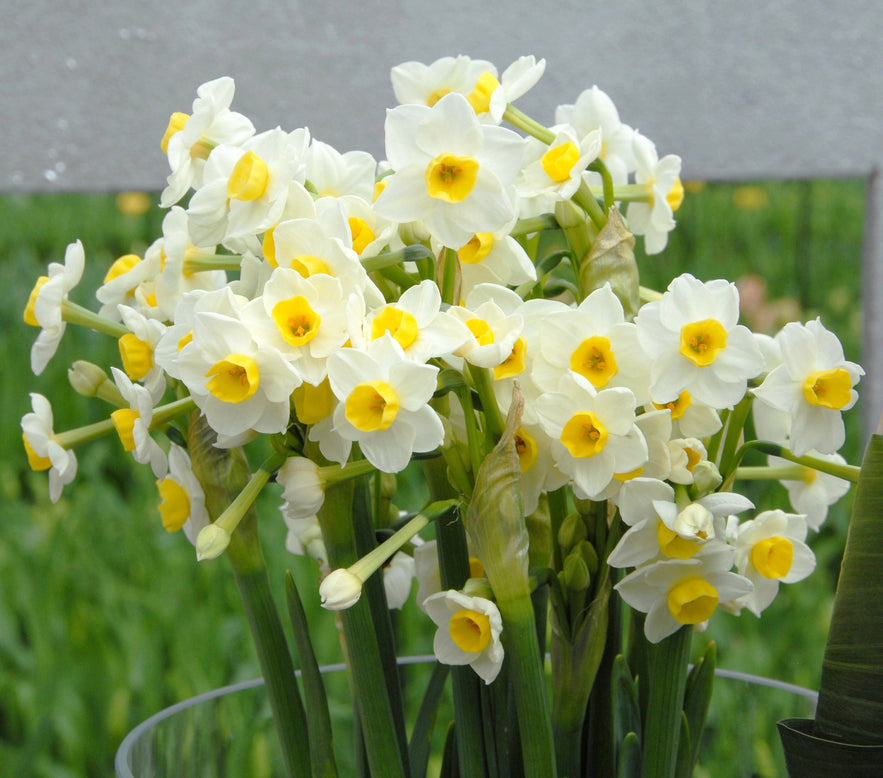 Narcissus 'Avalanche'