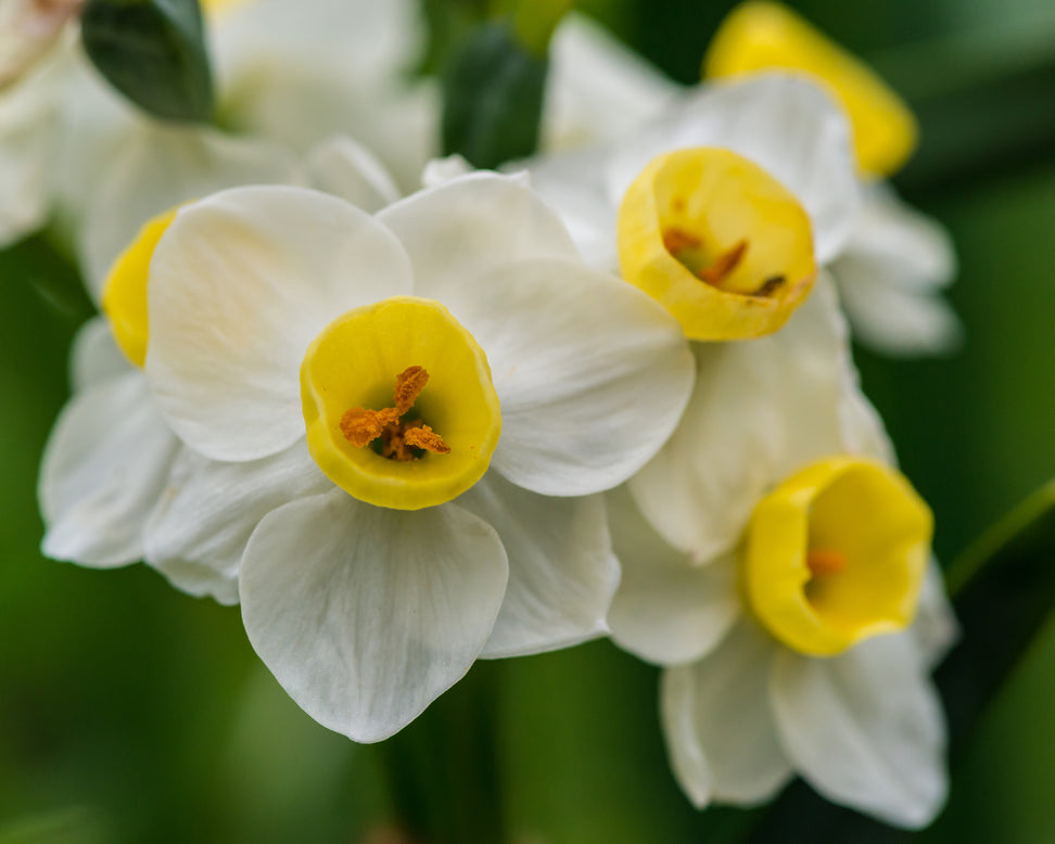 Narcissus 'Avalanche'