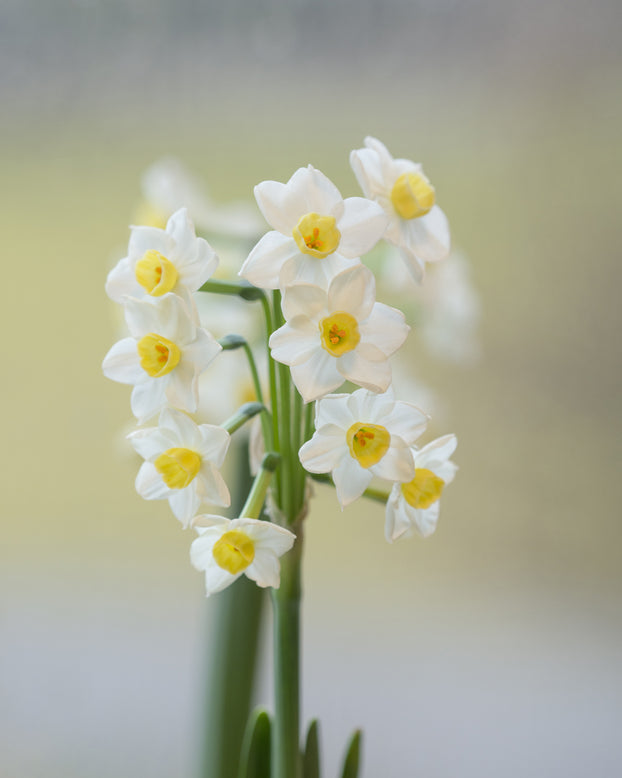 Narcissus 'Avalanche'