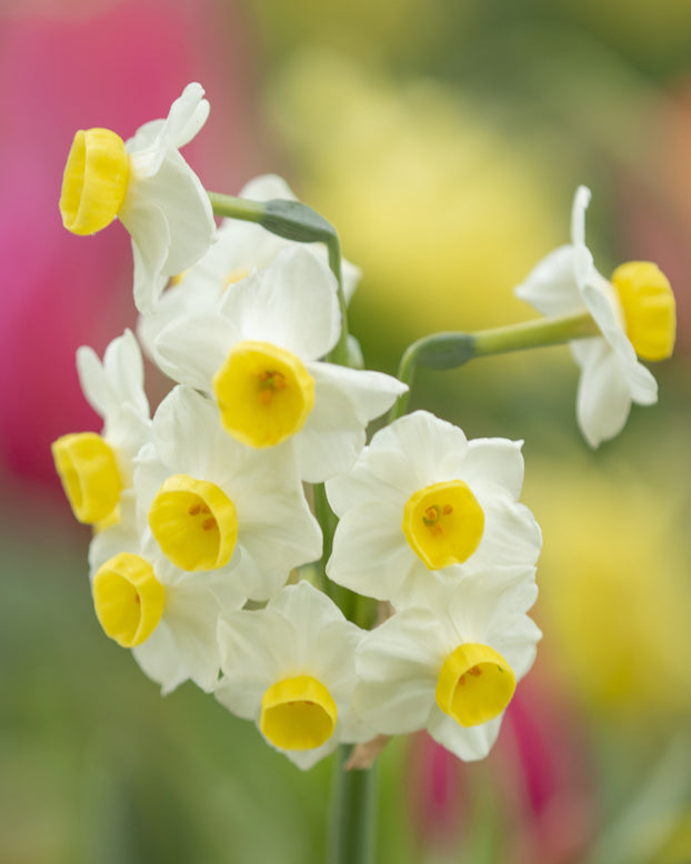 Narcissus 'Avalanche'
