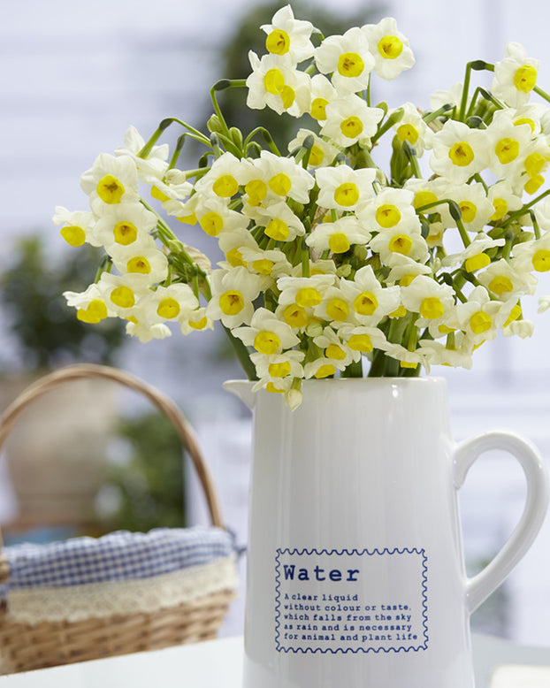Narcissus 'Avalanche'