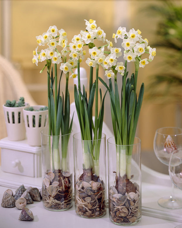 Narcissus 'Avalanche'