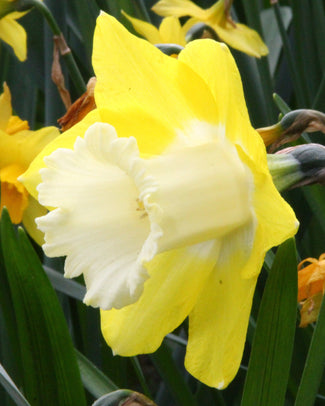 Narcissus 'Avalon'