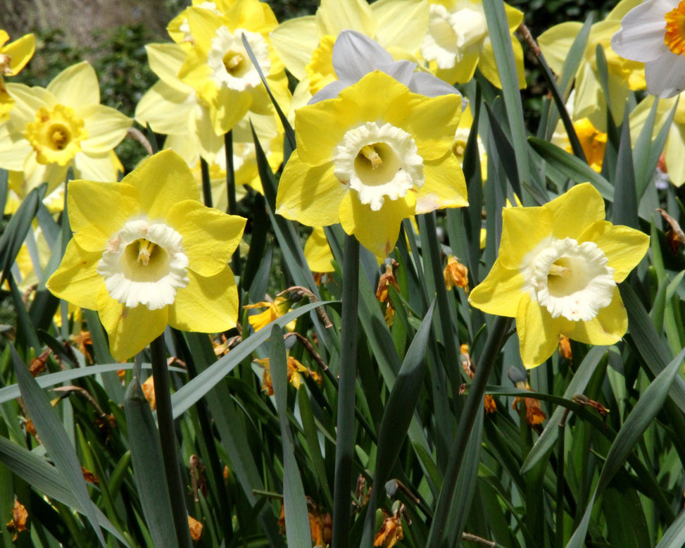 Narcissus 'Avalon'