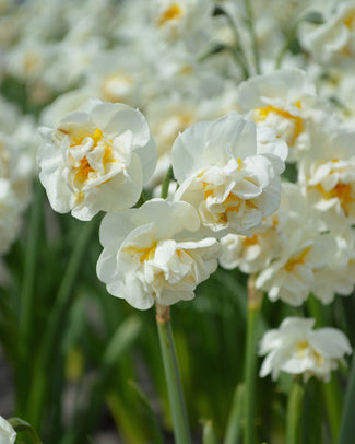 Flower BulbsBridal Crown Bulbs UK - 1