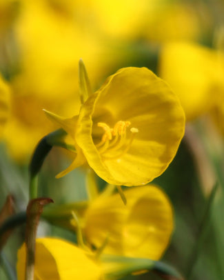 Narcissus 'Golden Bells'