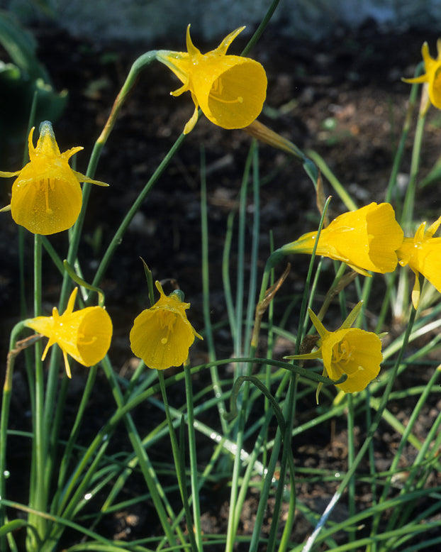 Narcissus 'Golden Bells'