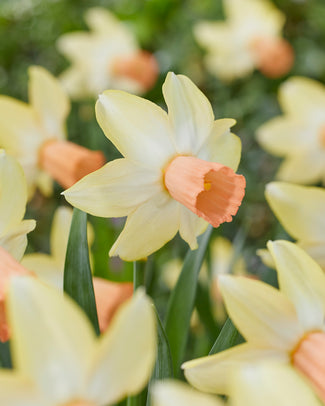 Narcissus 'Carice'