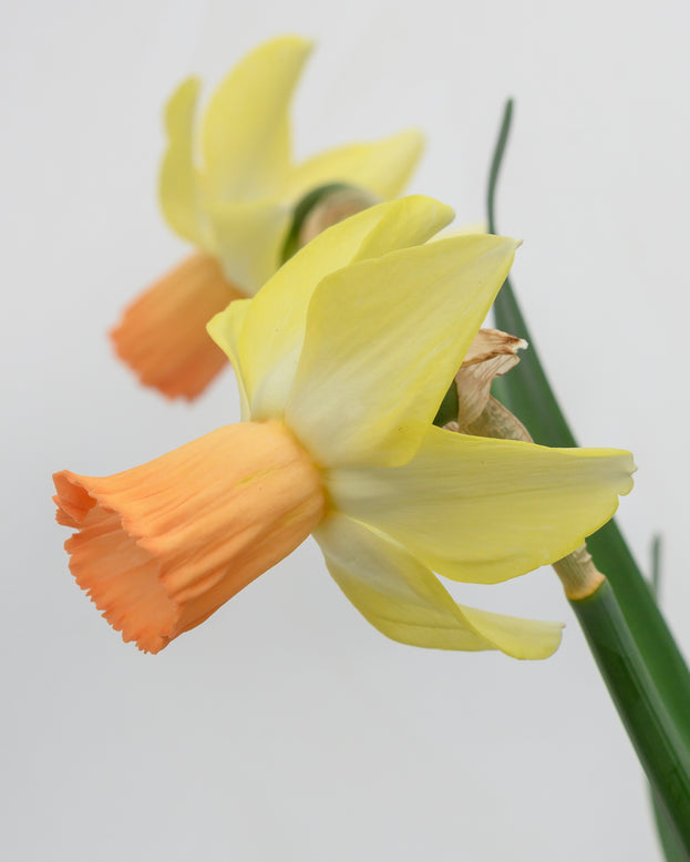 Narcissus 'Carice'