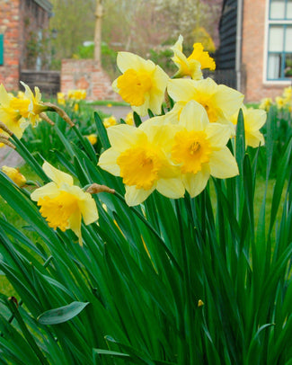 Flower BulbsCarlton Bulbs UK - 1