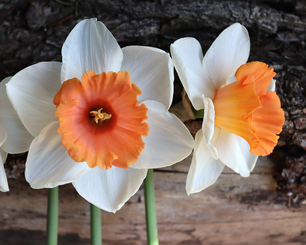 Narcissus 'Chromacolor'