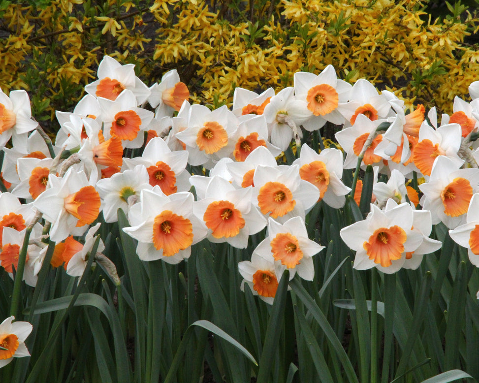 Narcissus 'Chromacolor'