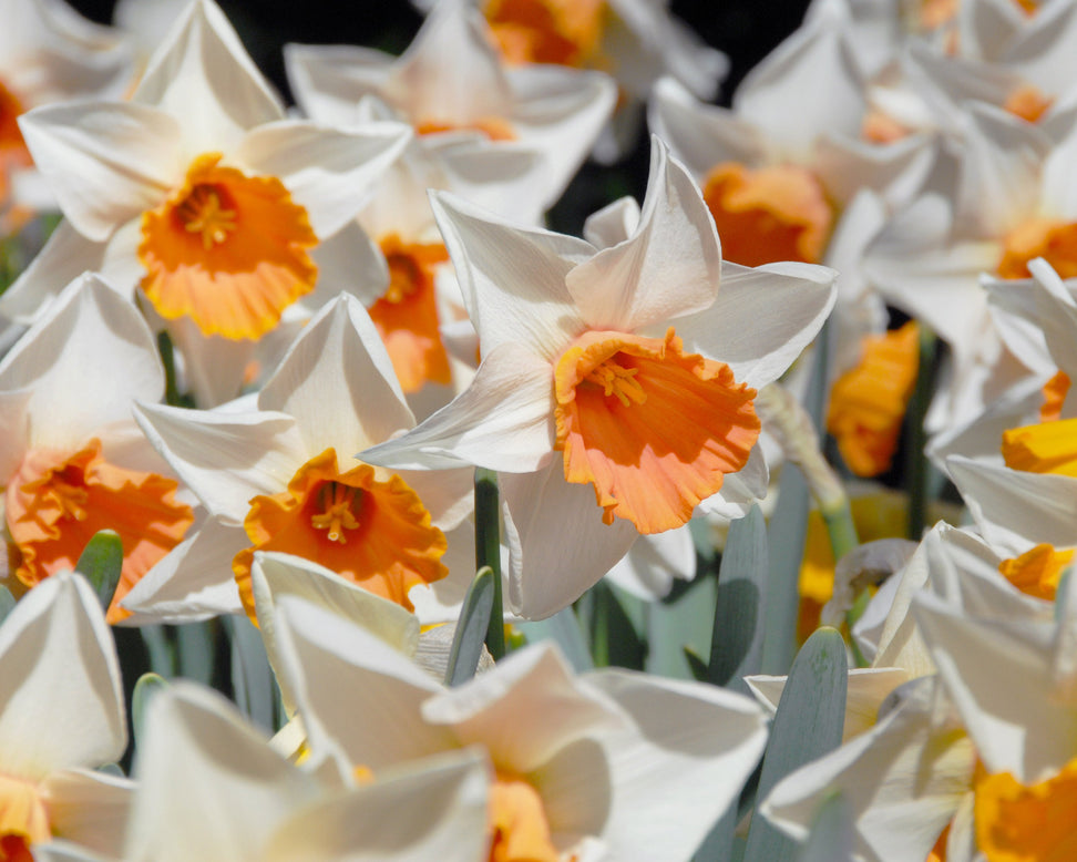 Narcissus 'Chromacolor'