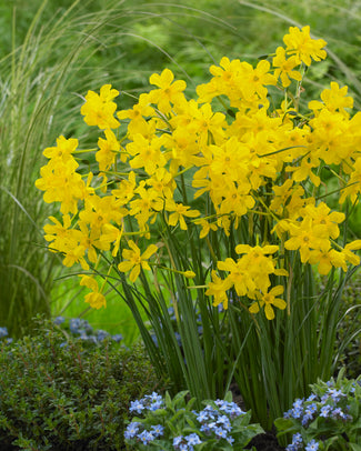 Narcissus cordubensis