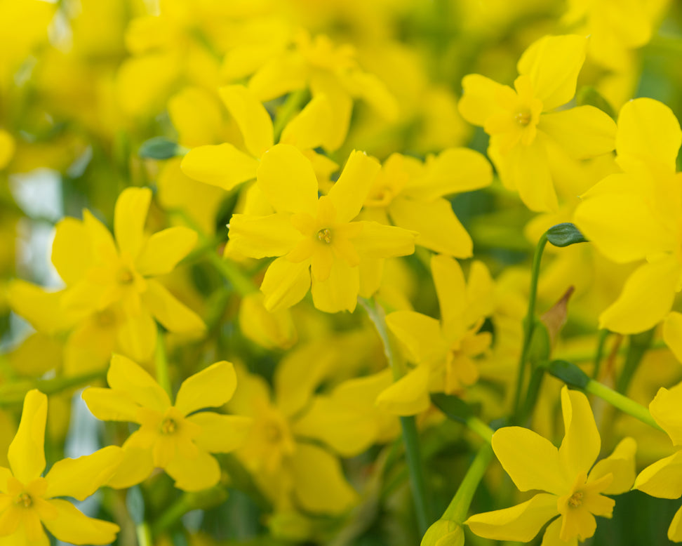 Narcissus cordubensis