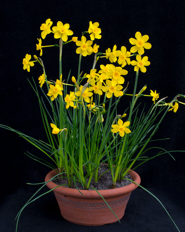 Narcissus cordubensis