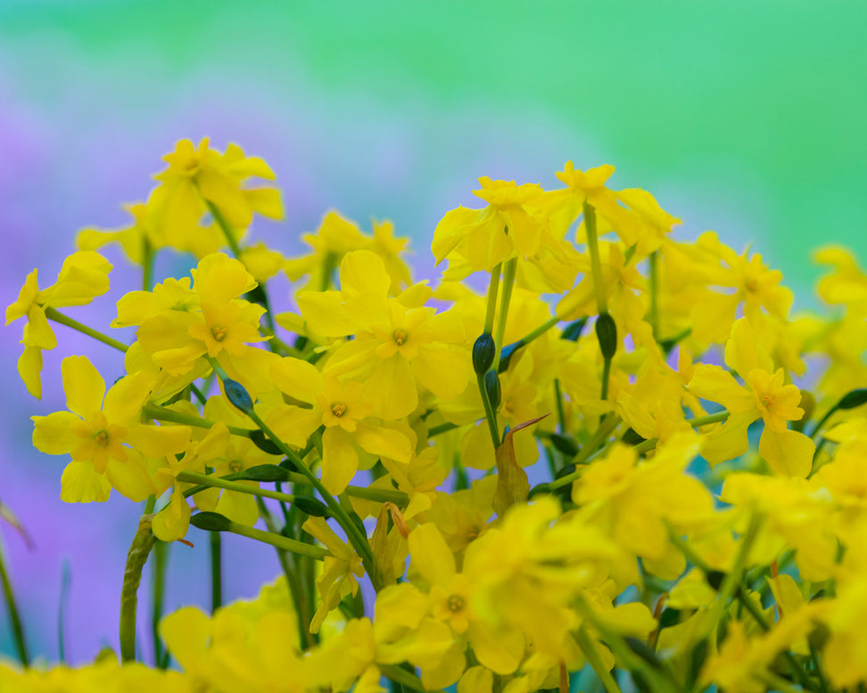 Narcissus cordubensis