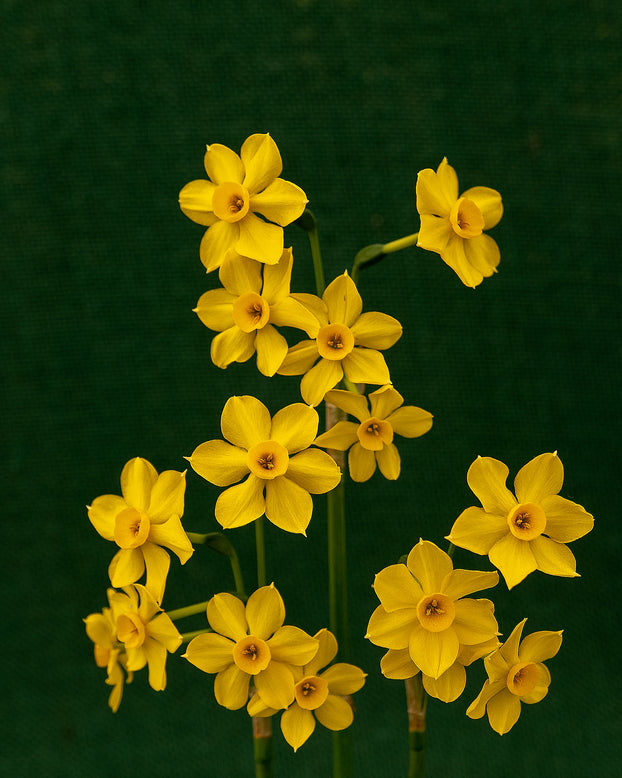 Narcissus cordubensis