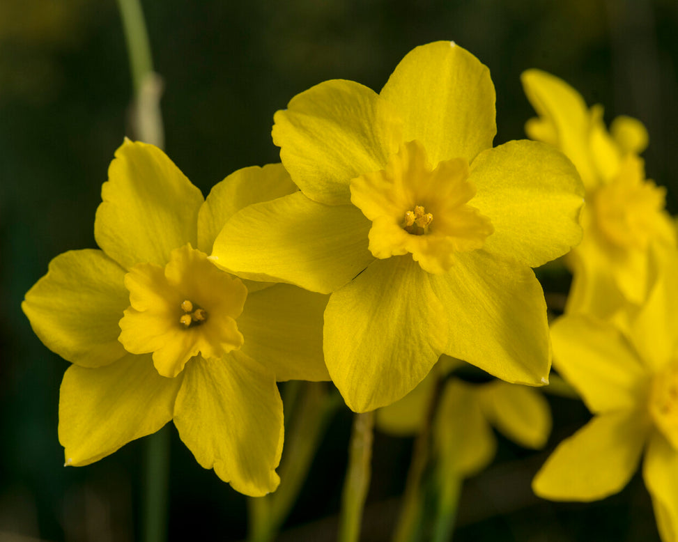 Narcissus cordubensis
